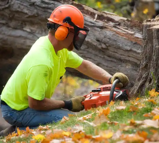 tree services Hawthorne